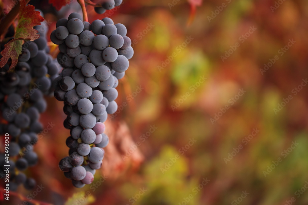 Red grapes on an autumn vine