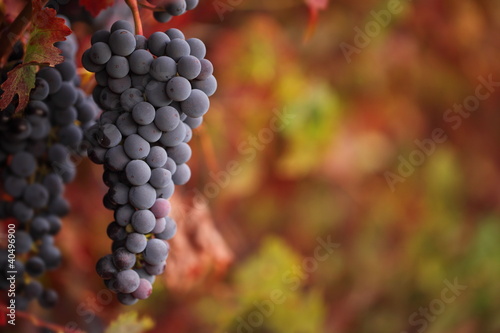 Red grapes on an autumn vine