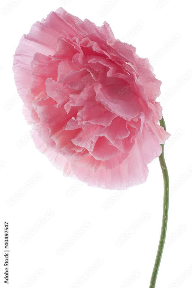 Fototapeta premium poppy