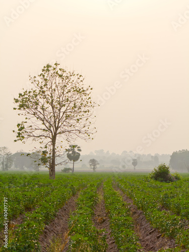 Wallpaper Mural Dried tree in cassava farm Torontodigital.ca