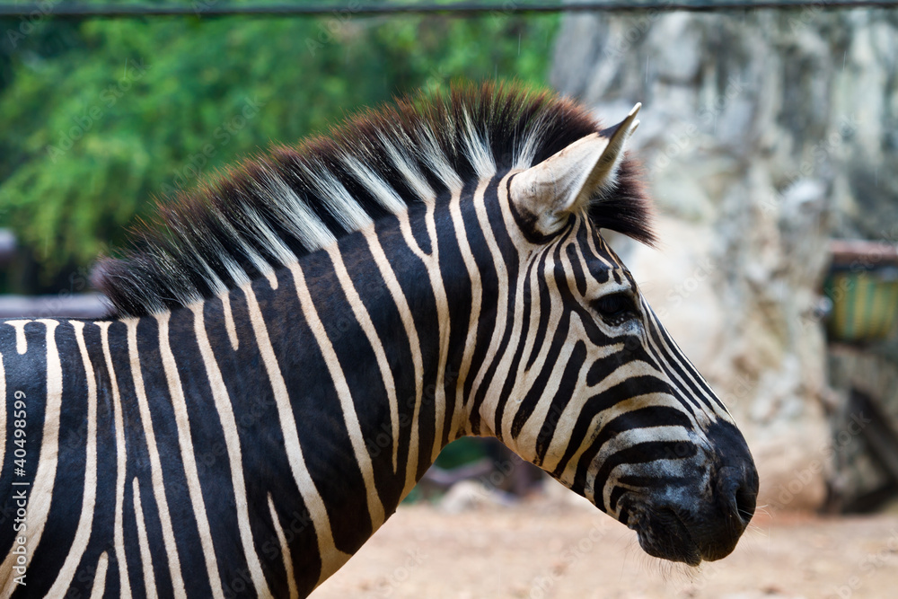 Zebra head Zebra head