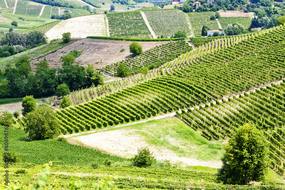 vineyars in Asti Region, Piedmont, Italy