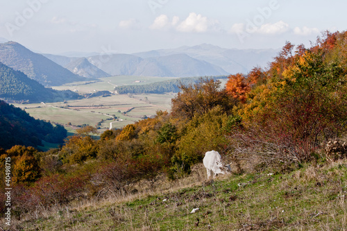 Vista su Montelago con mucca - Appennino Marchigiano photo