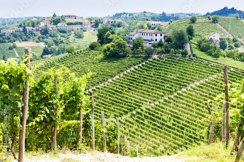 Photos vineyar near Tana, Asti Region, Piedmont, Italy