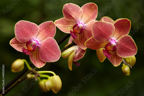 Exotic orchid