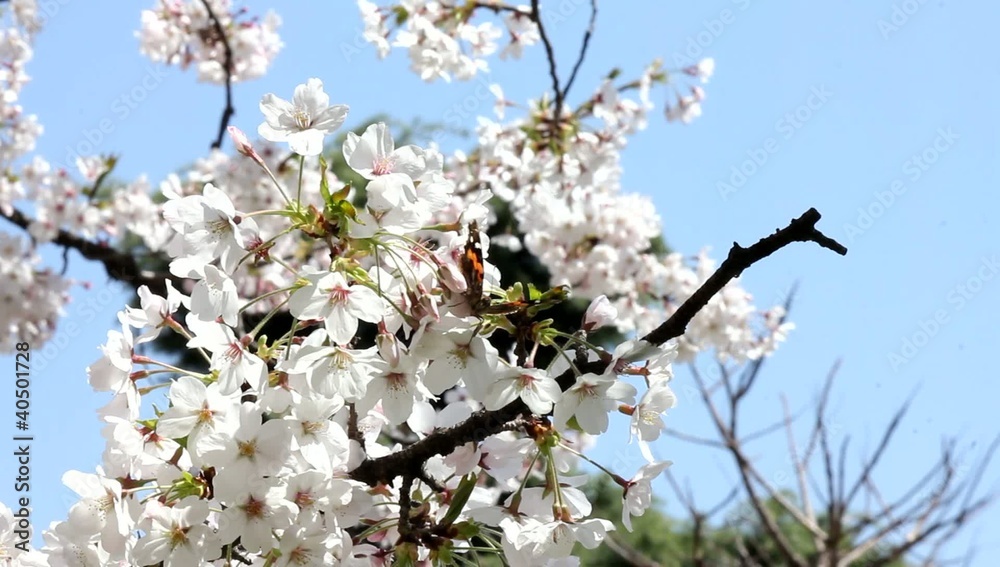 桜と蝶 桜と蝶