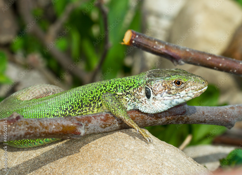 green lizard male resting on the rock / Lacerta viridis green lizard male resting on the rock / Lacerta viridis
