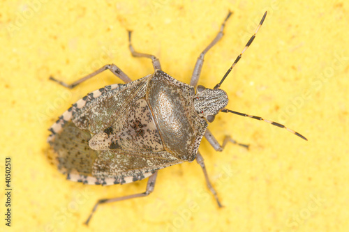 Rhaphigaster nebulosa / European stink bug extrem close-up photo