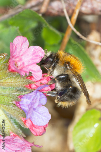 Black and yellow Bumble bee (Bombus terrestris) photo