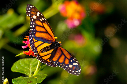 Monarch Butterfly (danaus plexippus) feeeding on flowers #40503728
