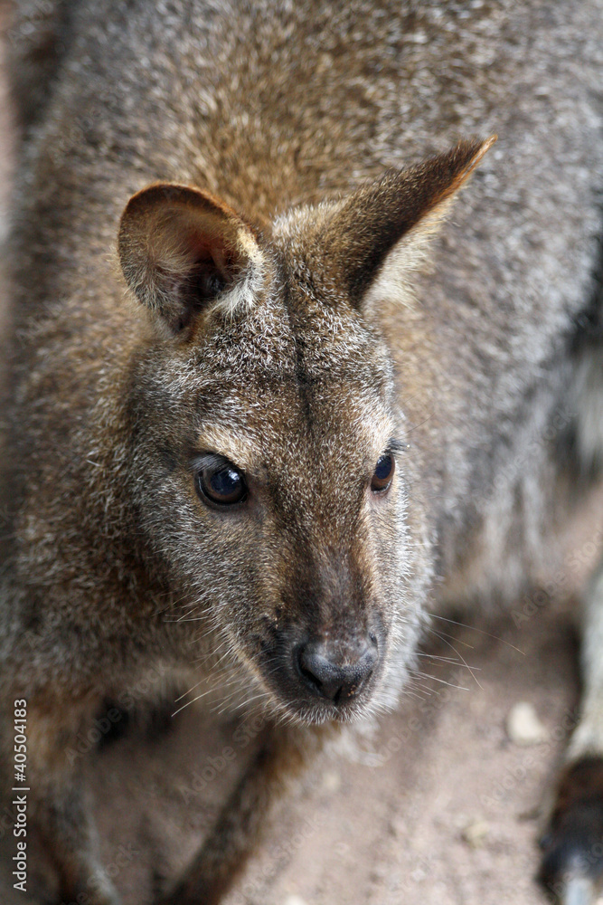 TIERE_0717_Bennettkaenguru TIERE_0717_Bennettkaenguru