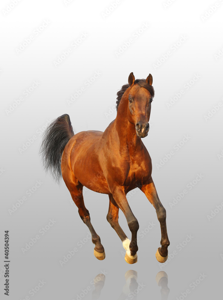 bay arab stallion