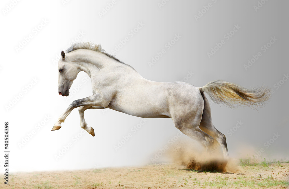 Obraz silver-white stallion