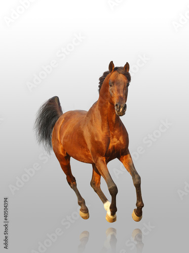 Obraz na płótnie bay arab stallion w salonie