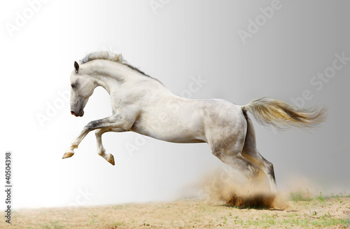 silver-white stallion #40504398