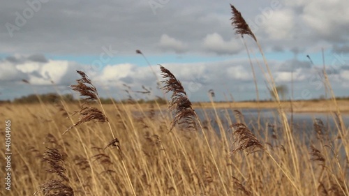 Reed moving in the wind