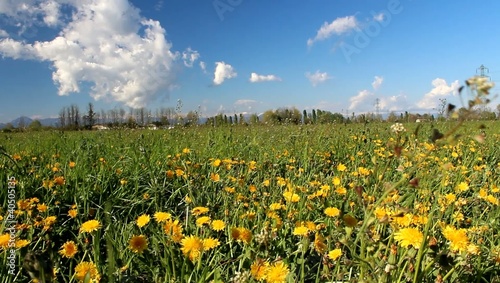 Prato in fiore a primavera