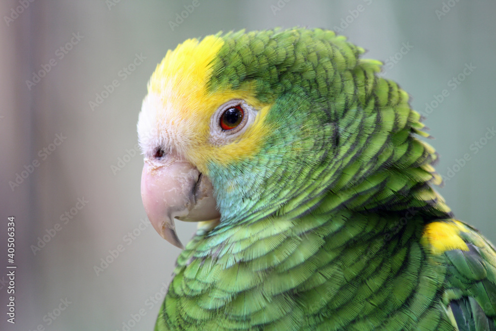 Fototapeta premium TIERE_0778_Papagei_Gelbscheitelamazone