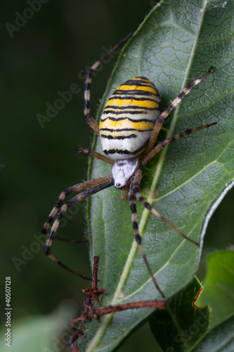 wasp spider (Argiope bruennichi) in the foliage