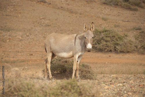 Donkey. Socotra island, Yemen