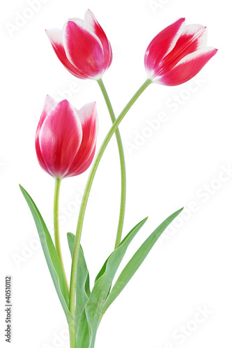 Fototapeta Naklejka Na Ścianę i Meble -  Bicolor Tulip Flowers