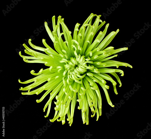 Isolated green flower on black background.