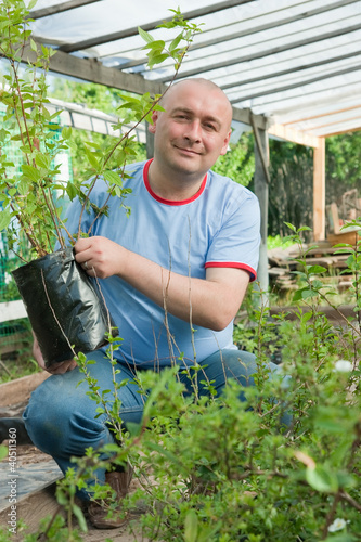 Fototapeta gardener with seedlings