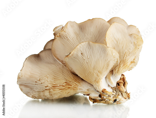 oyster mushrooms isolated on white