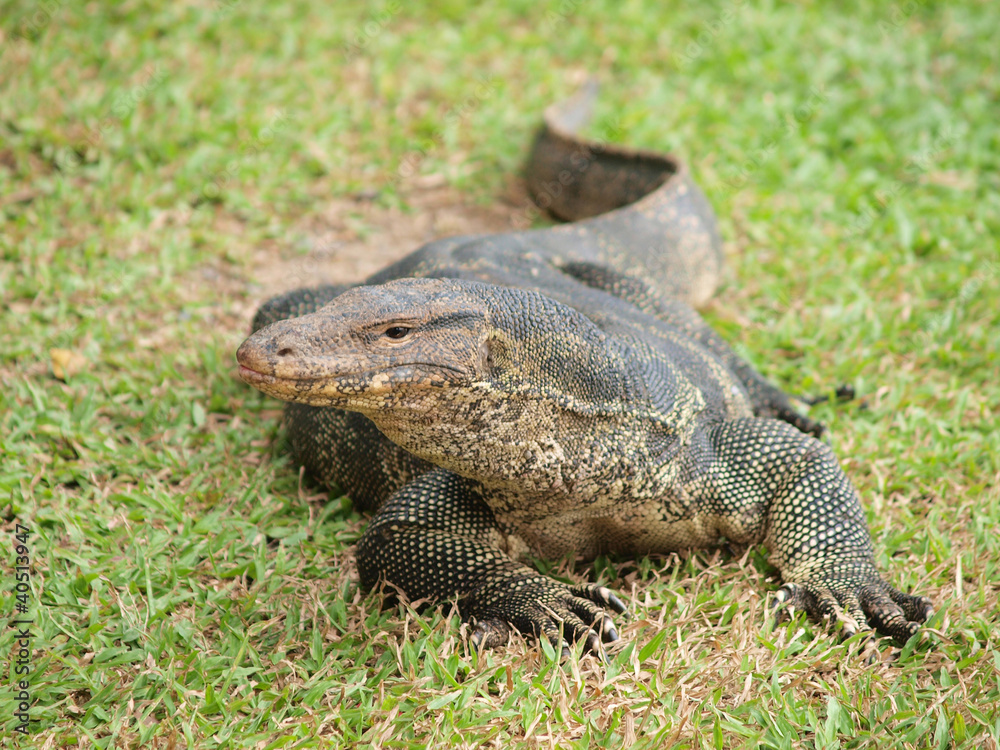 Closeup of monitor lizard - Varanus on green grass focus on the Closeup of monitor lizard - Varanus on green grass focus on the