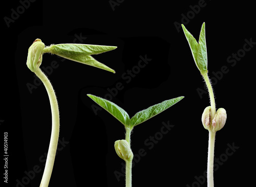 Mung bean sprouts photo