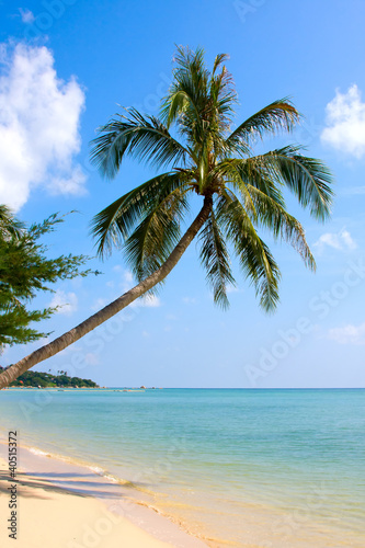 Fototapeta Naklejka Na Ścianę i Meble -  Beautiful palm tree over white sand beach