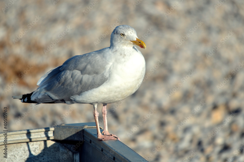 Fototapeta premium Closeup herring gull (Larus argentatus) on grey background