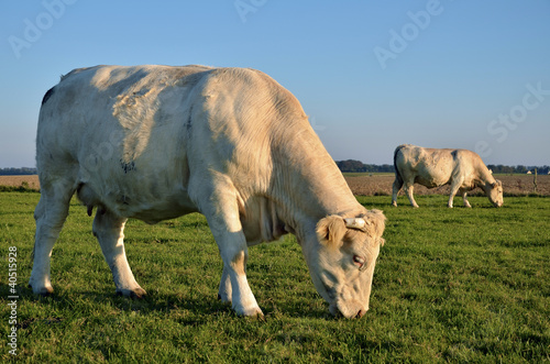 Closeup profile cow grazing in the upper Normandy in France