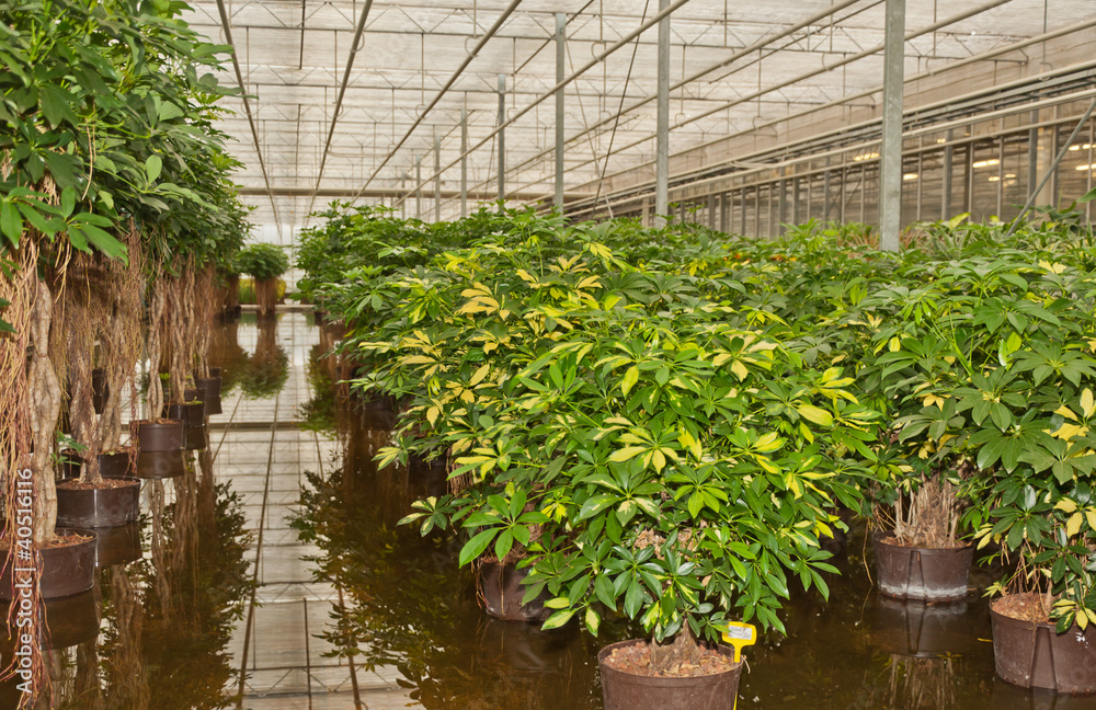 Schefflera plants in a hydroculture nursery Schefflera plants in a hydroculture nursery