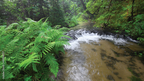 The river flows through forest