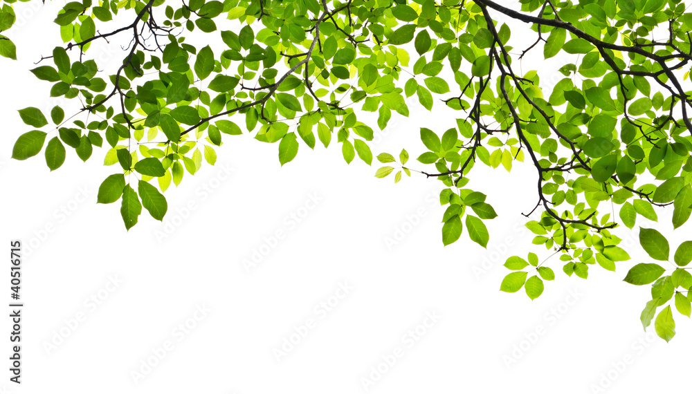 leaf isolated on white background leaf isolated on white background