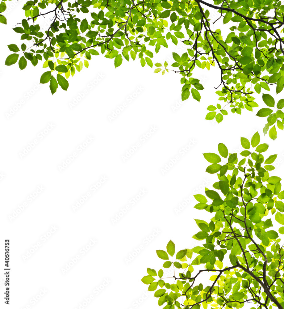 green leaf isolated on white background green leaf isolated on white background