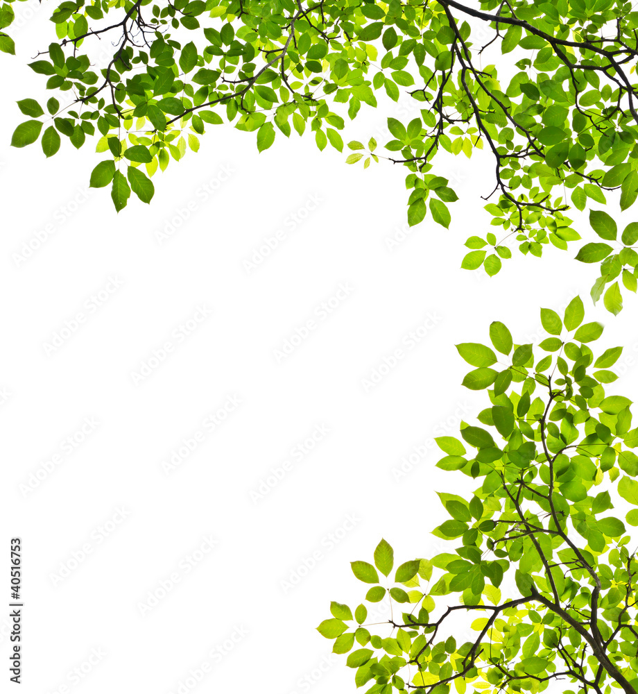 green leaf isolated on white background