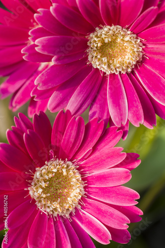 Colorful flowers