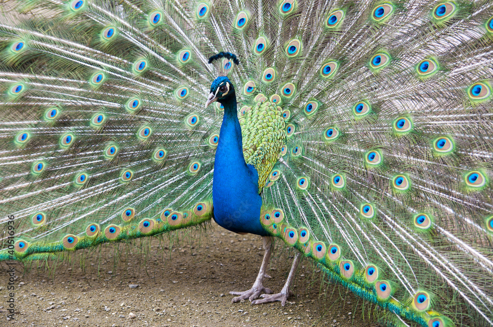 Naklejka premium peacock in love