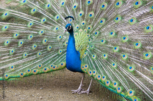peacock in love