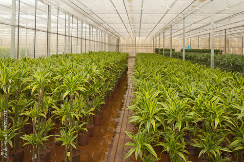 Various houseplants in a hydroculture plant nursery photo