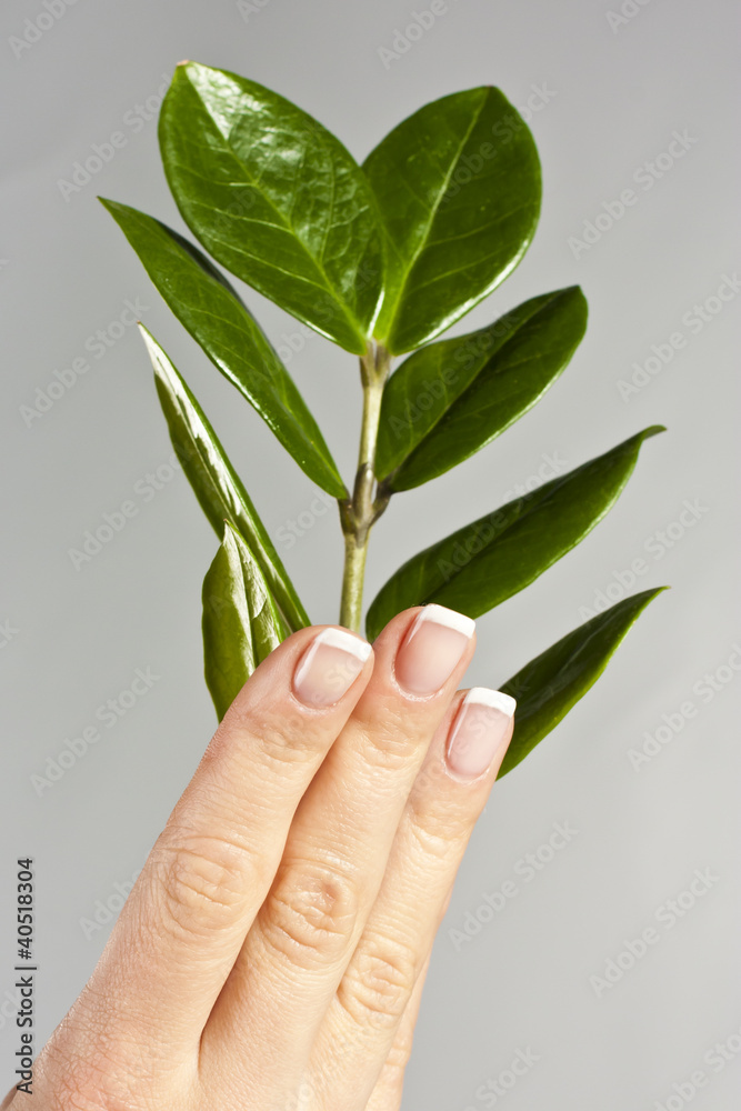 Beautiful hands with French manicure nails Beautiful hands with French manicure nails