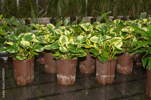 Various houseplants in a hydroculture plant nursery