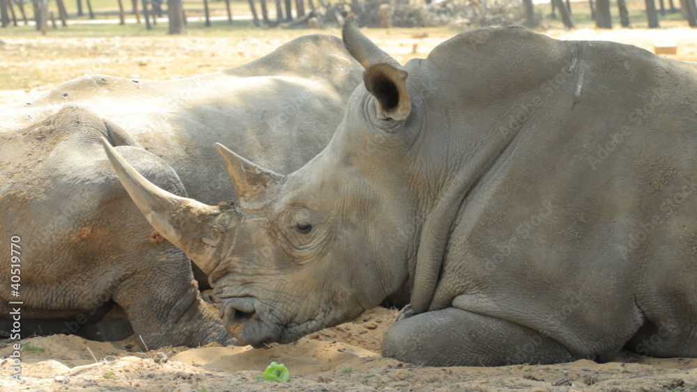 Rhinoceros in safari in the spring in Israel Rhinoceros in safari in the spring in Israel