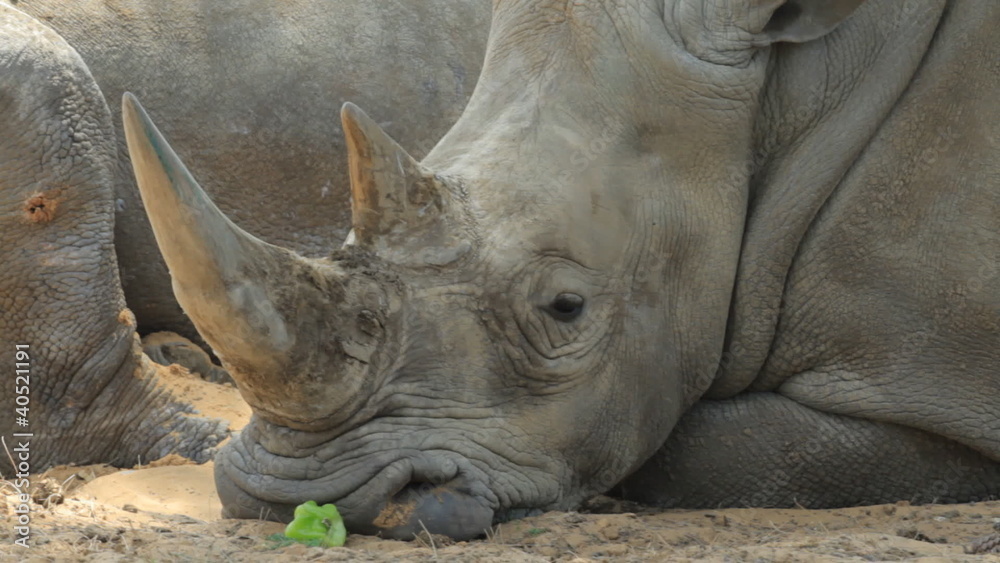 Rhinoceros in safari in the spring in Israel Rhinoceros in safari in the spring in Israel