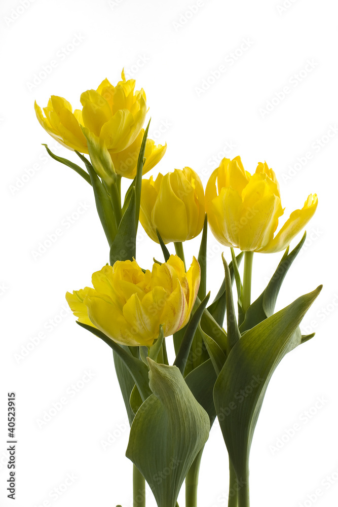 Gelbe Tulpen Gelbe Tulpen