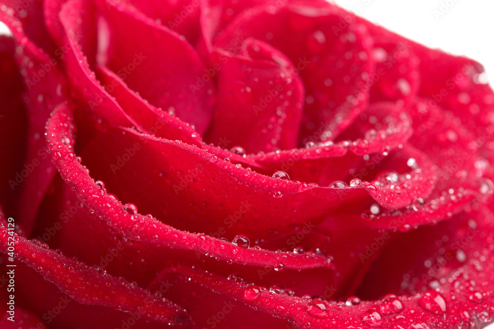 beautiful red rose closeup beautiful red rose closeup