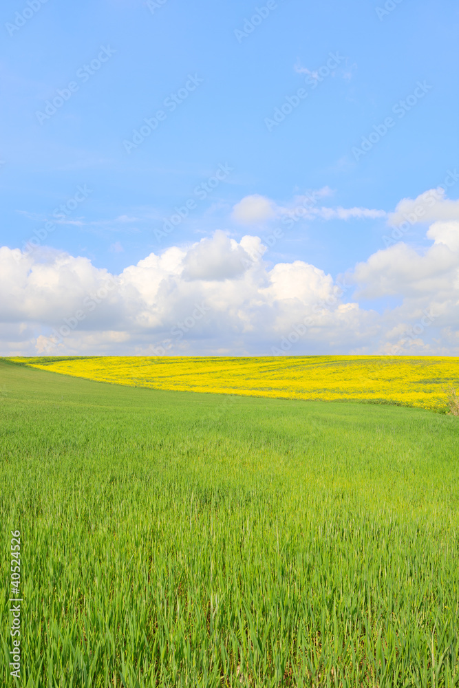 Yellow and green field with light cloudy blue sky