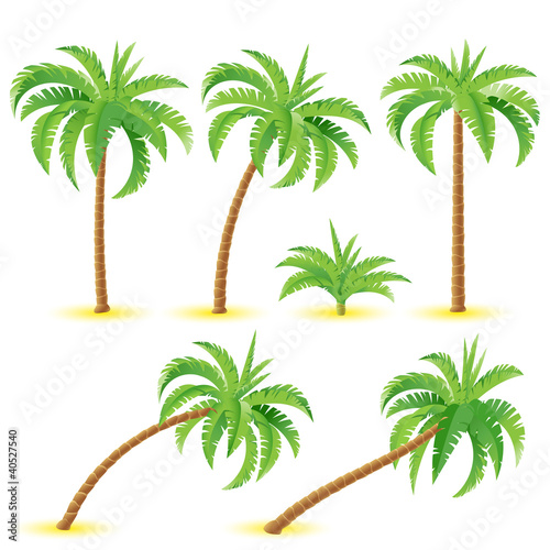 Coconut palms